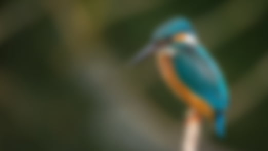 Zoey Reynolds (Events Manager) Video Clip